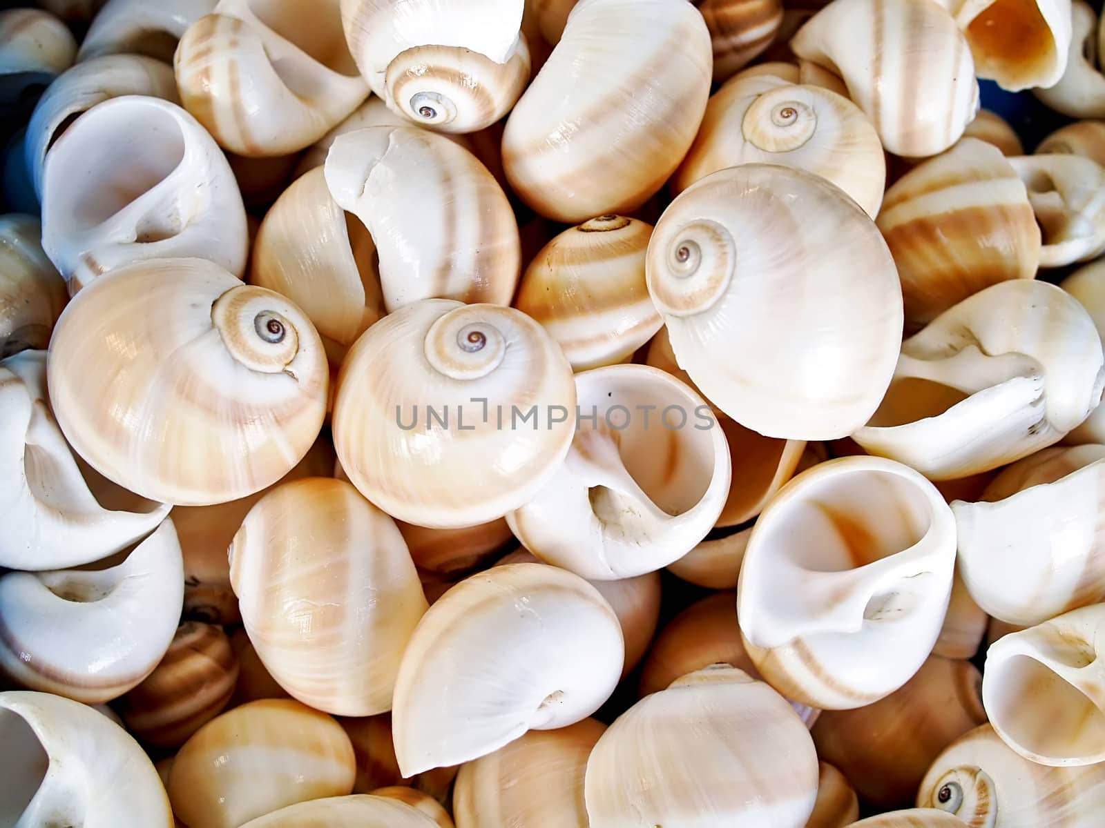 shells bachgroung  by K_Kot