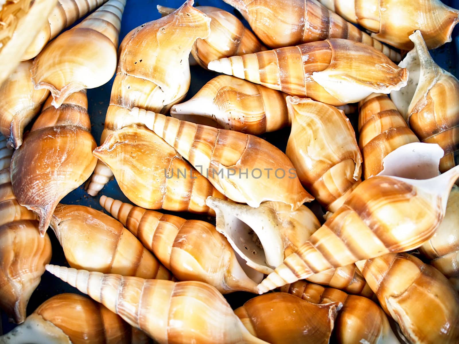 shells bachgroung  by K_Kot