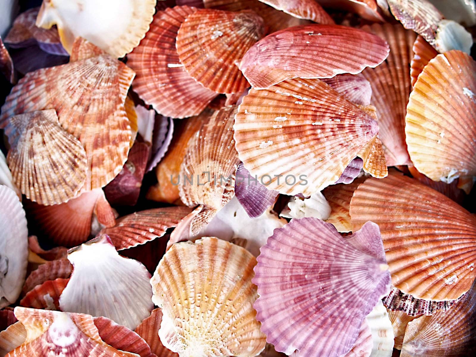 Seashells from the Mediterranean which can be used as a background