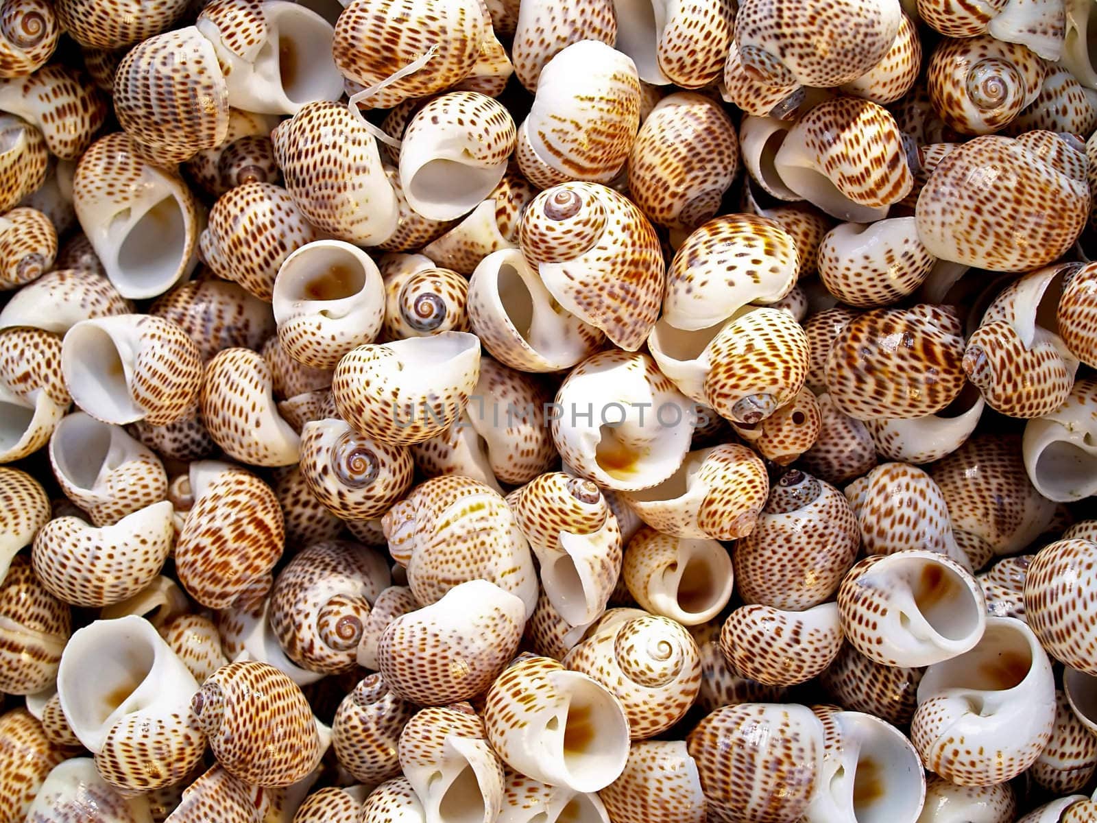 shells bachgroung  by K_Kot