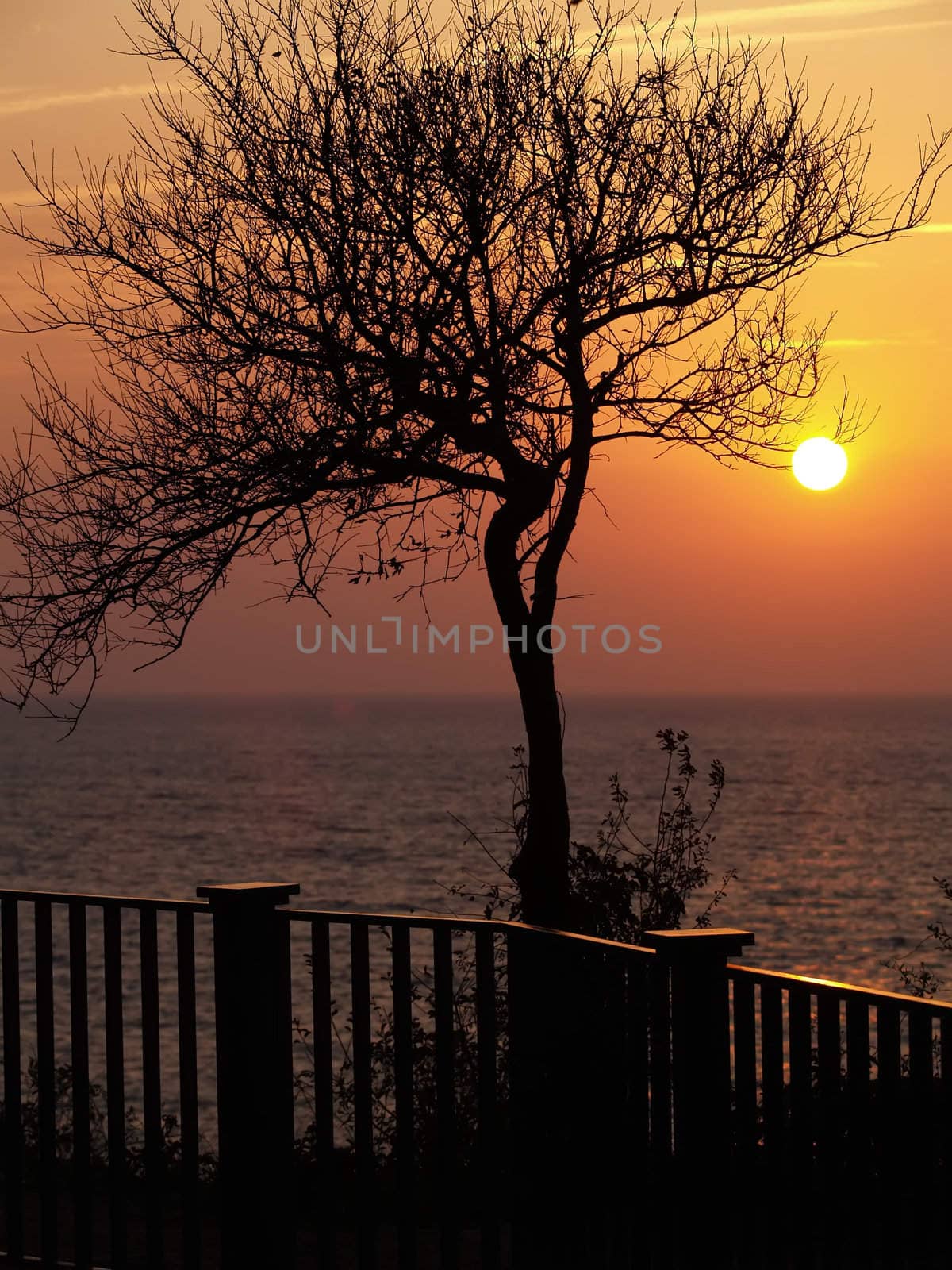 silhouette of the tree in front of sunset