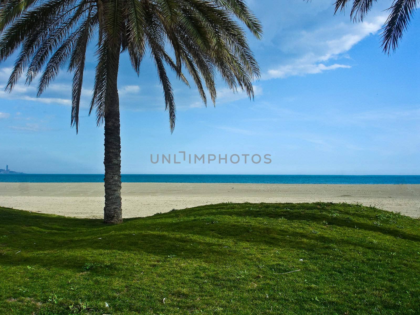  Beach and Sea View From Under a Palm Tree