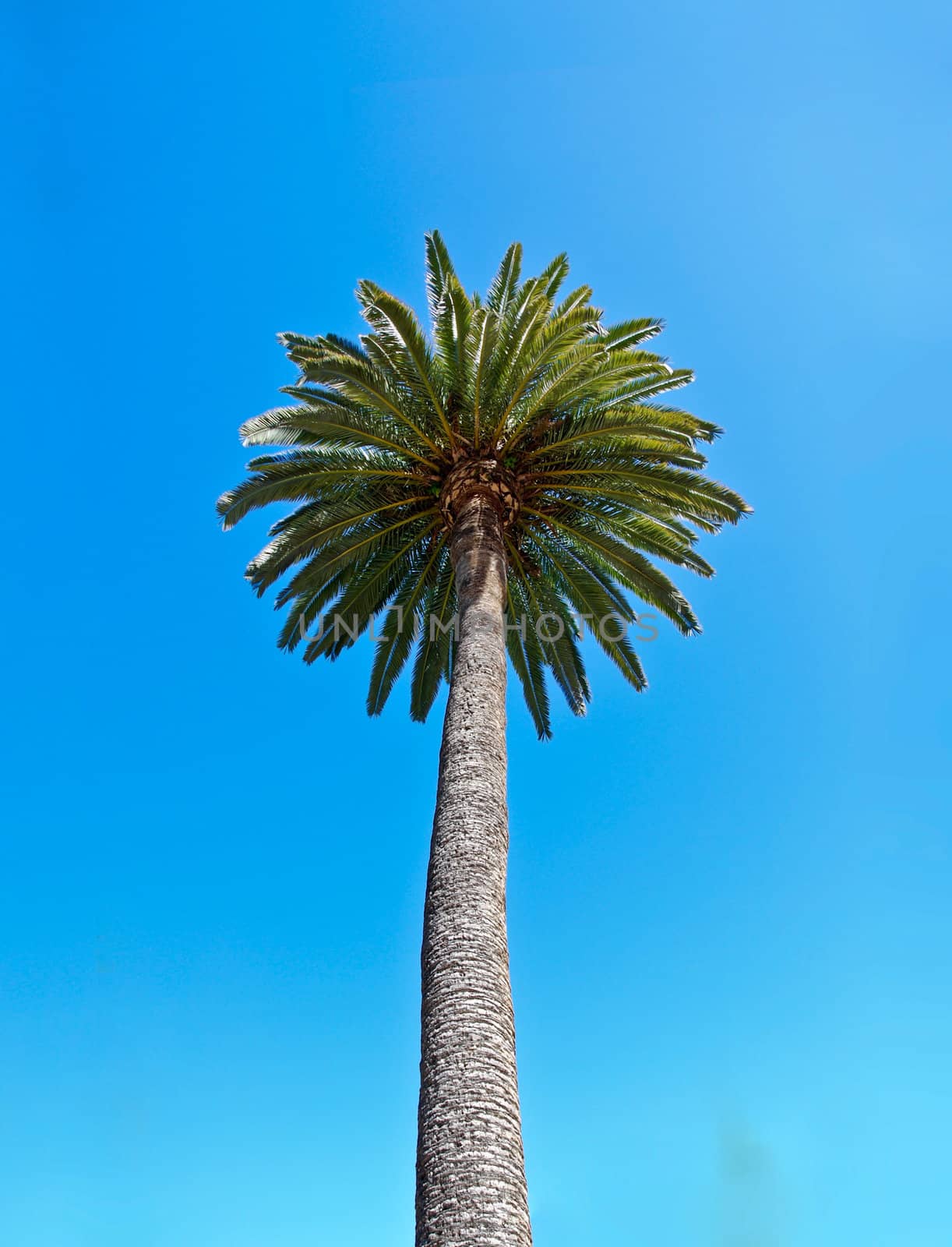 Palm tree against a light blue sky.