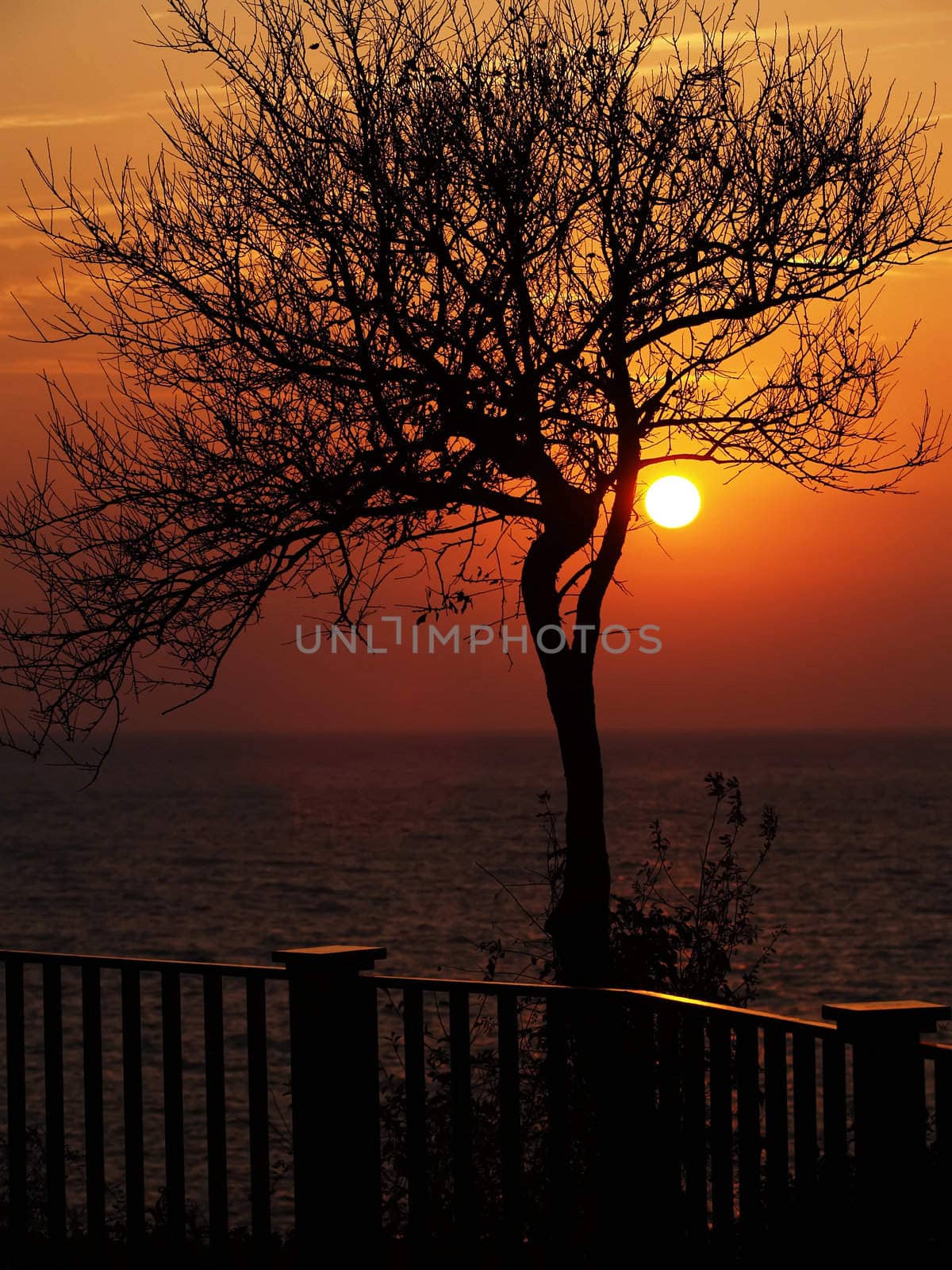 Tree black outline during sunset on the beach