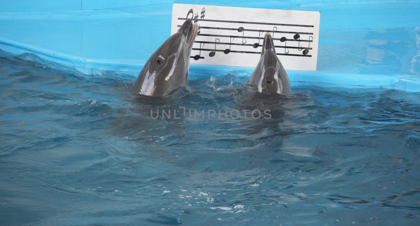 Singing dolphins by Dominator