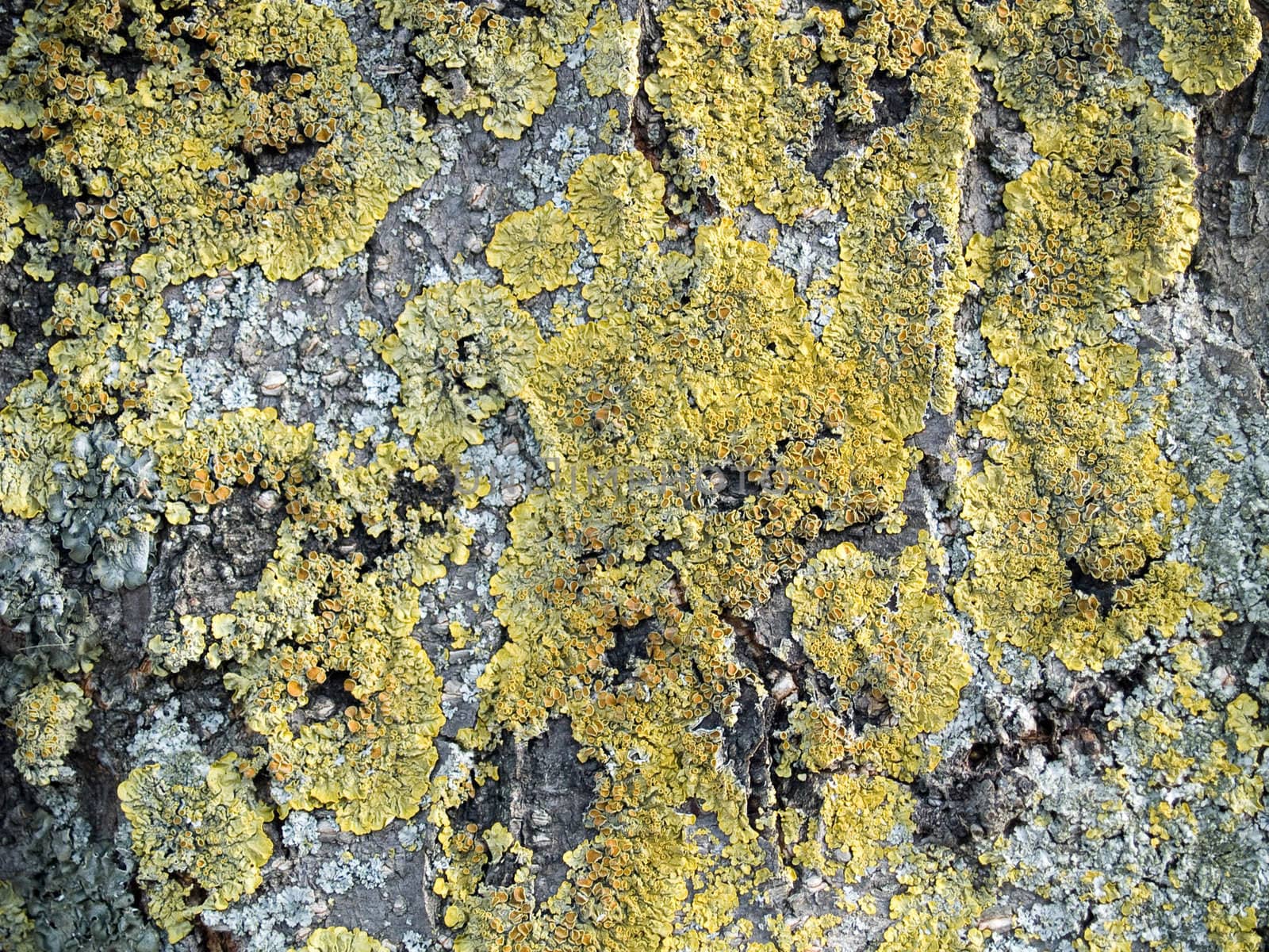 Mossy bark tree  which can be use as background