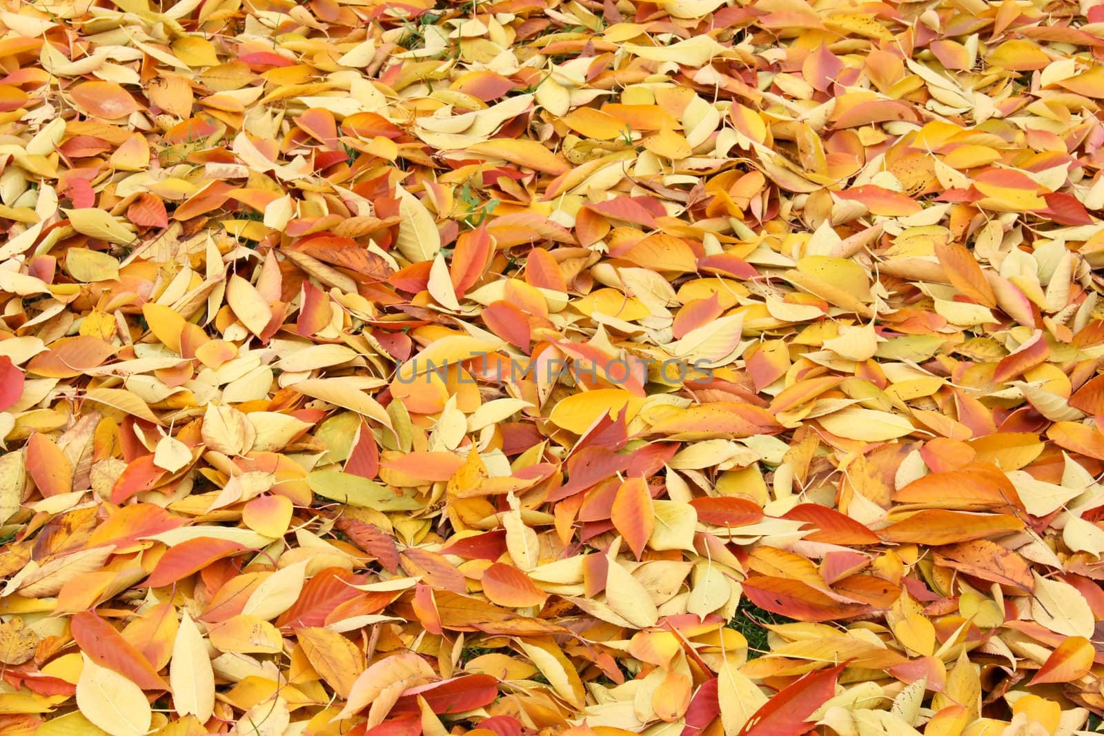 Colourful autumn leaves on the ground, background