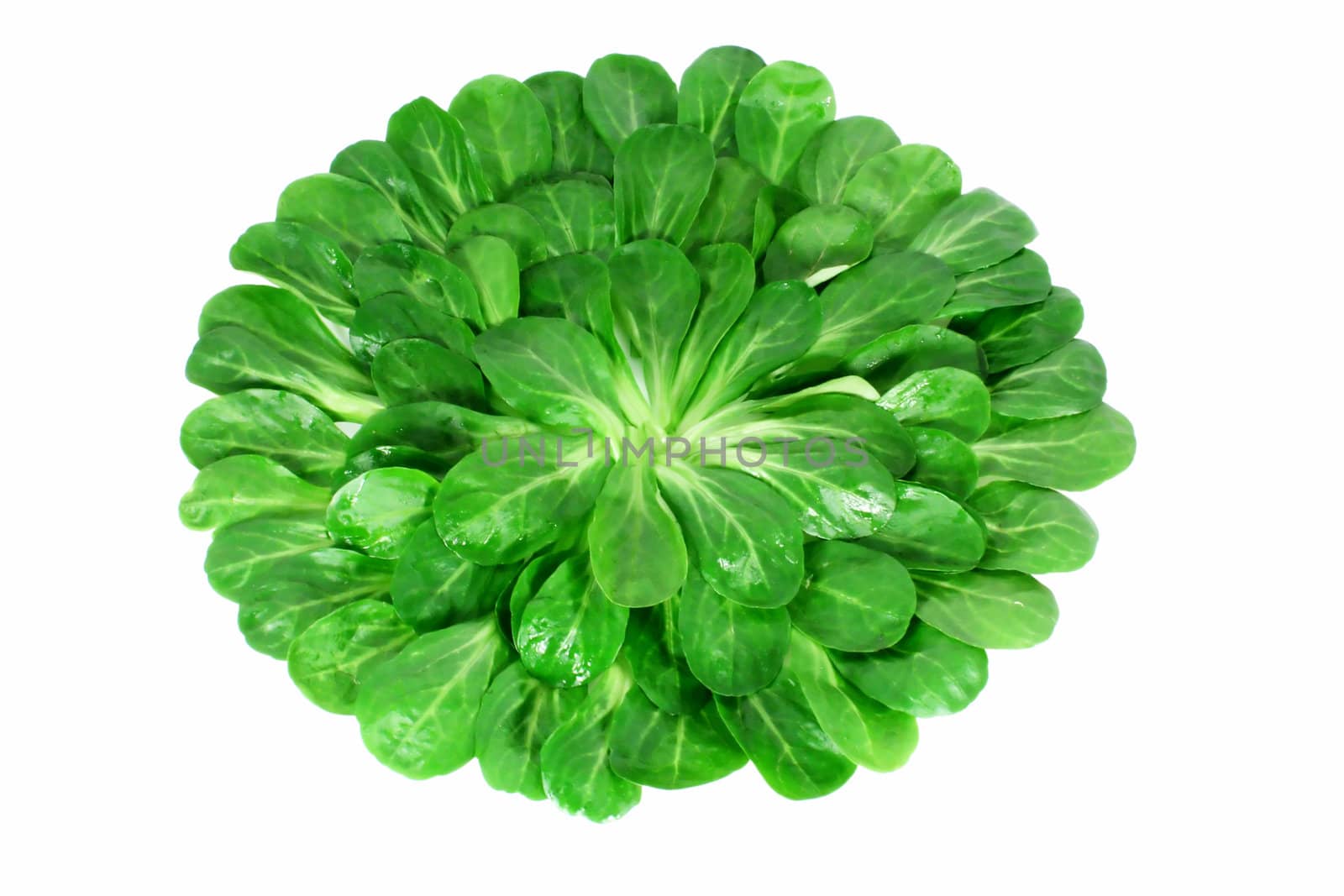 Lambs lettuce, corn salad isolated on white