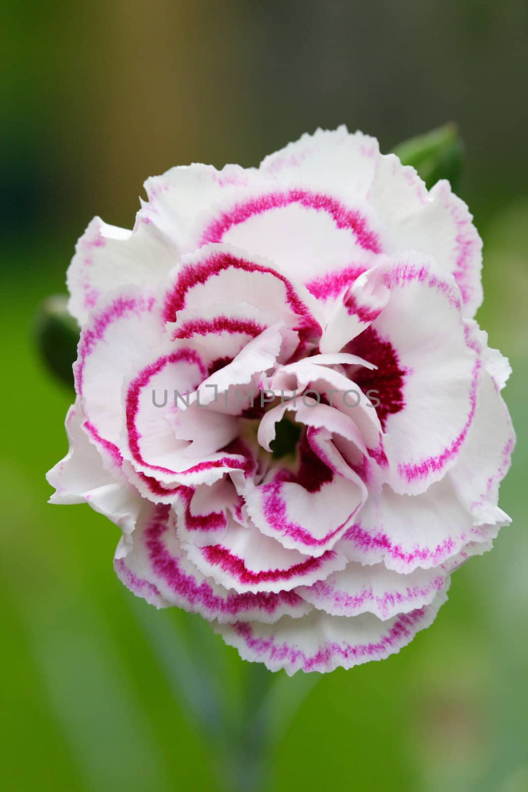 dianthus by mitzy