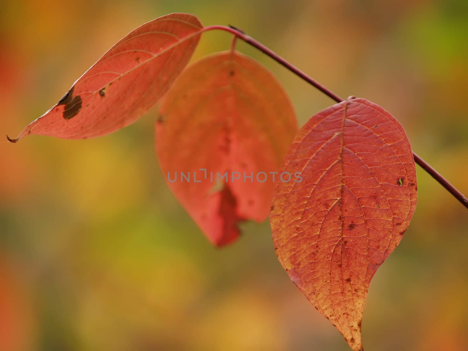 Three red autumn leaf on the branch by K_Kot