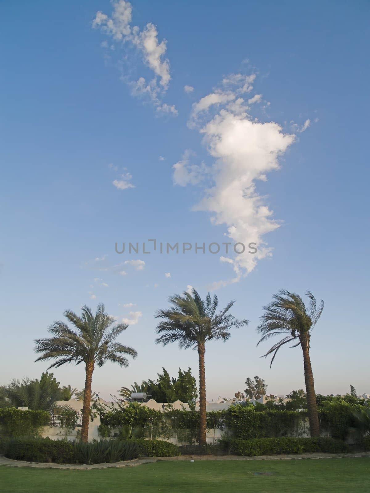Tree palms. One cloud above the palms. Vertical