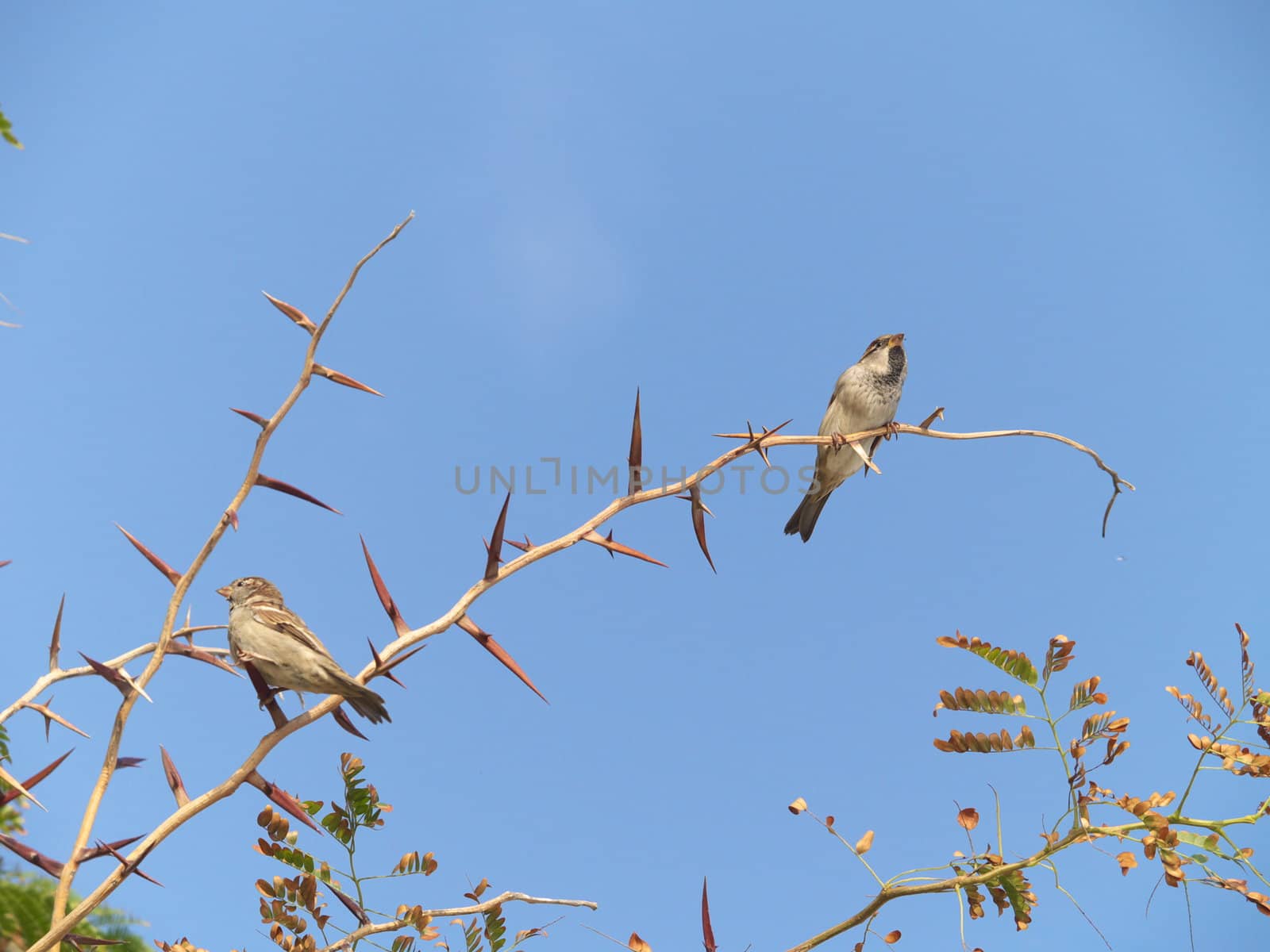 Two sparrows perched on a acacia twig