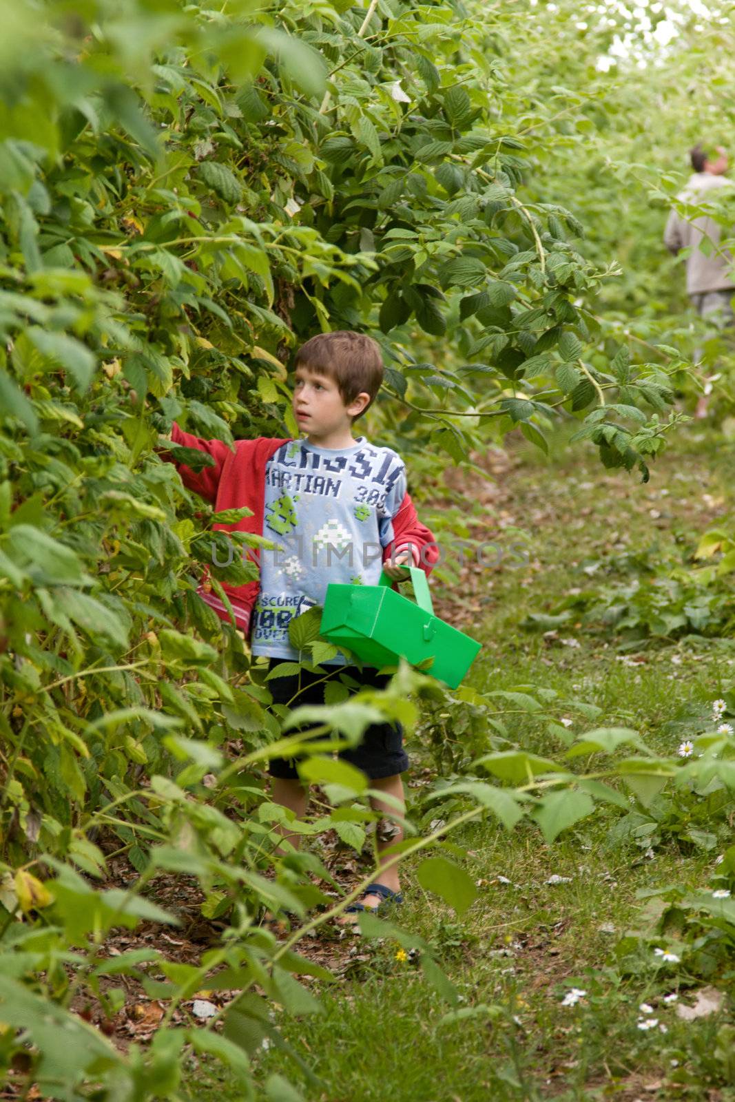 Boy holding a basket picking raspberries