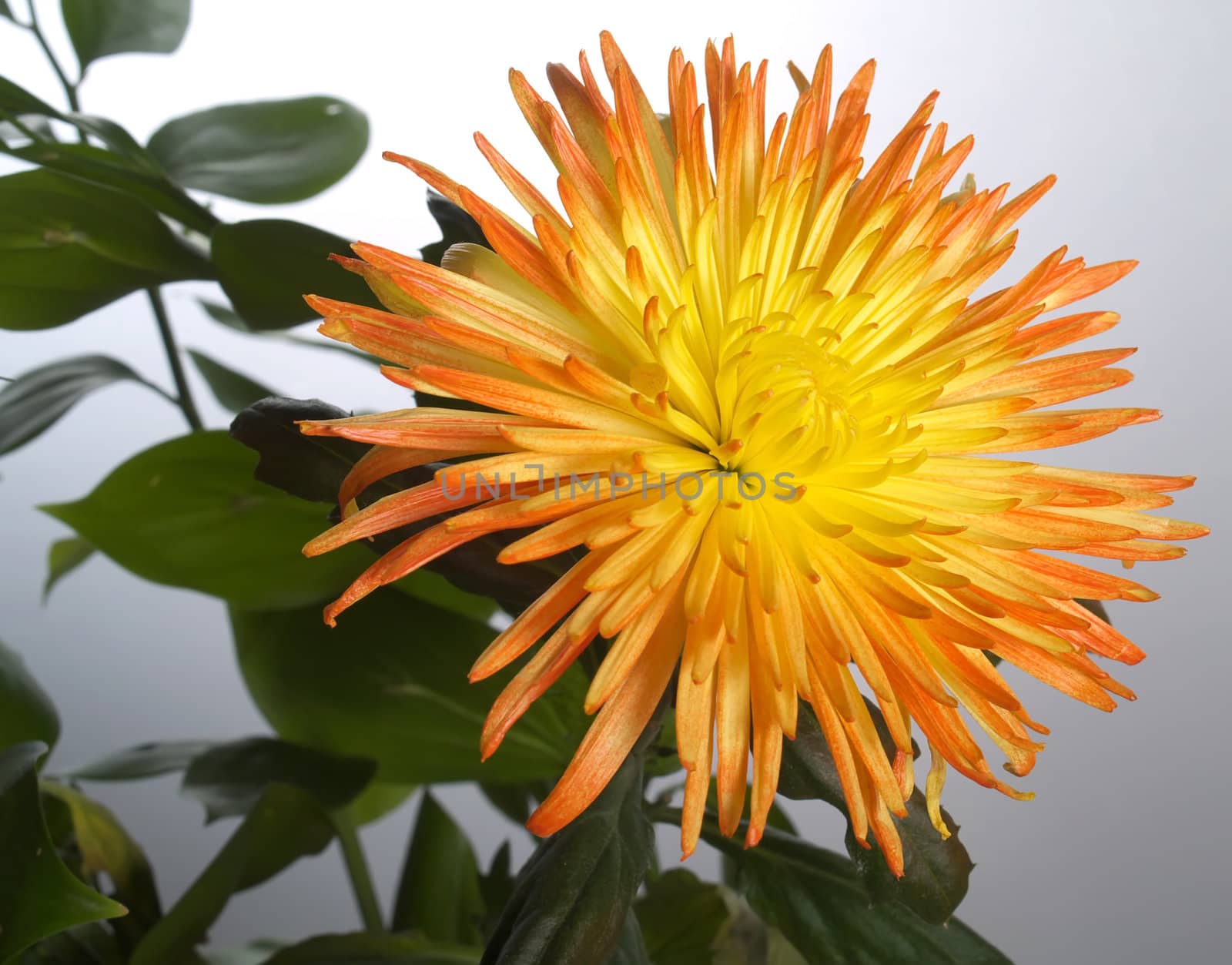 Yellow aster on a background with art lighting