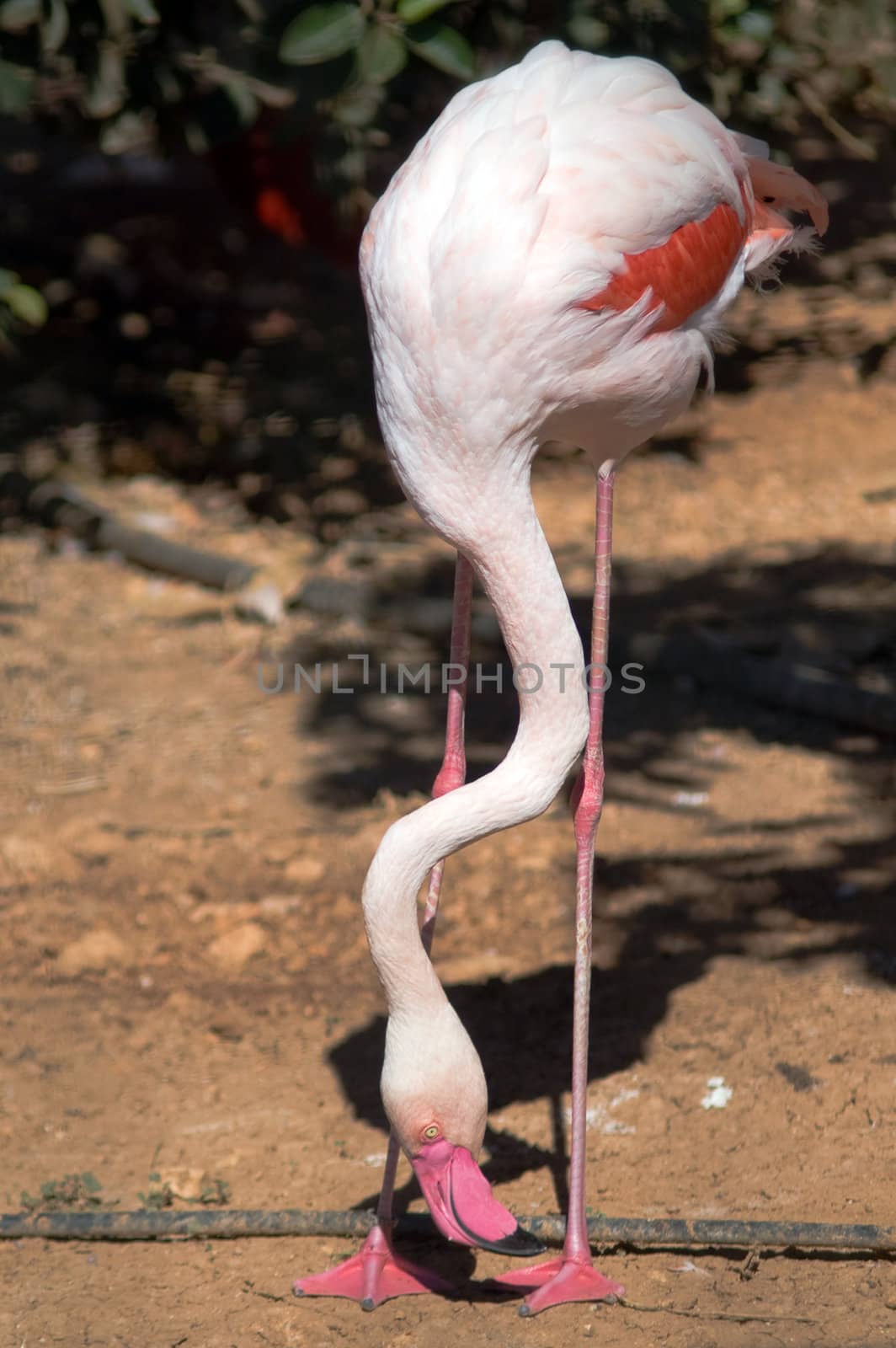 Pink flamingo in the sunny afternoon