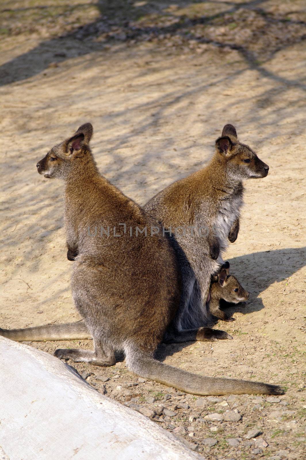 Kangaroo family by lilsla