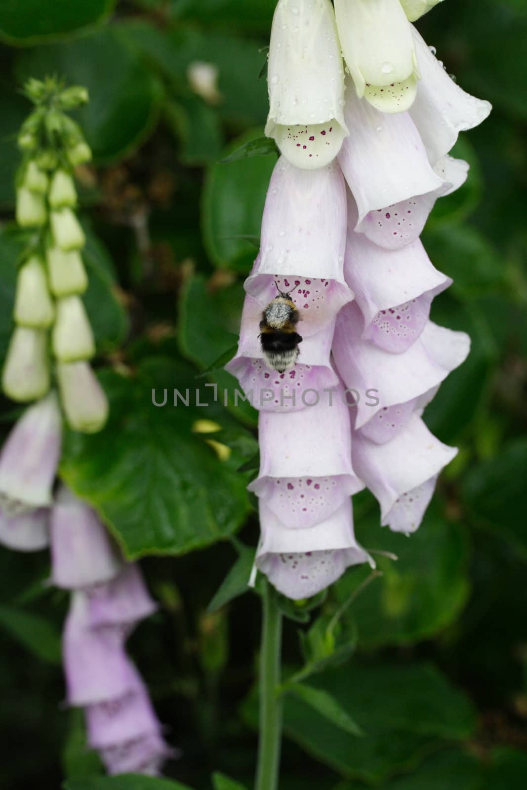 foxglove and bumble bee