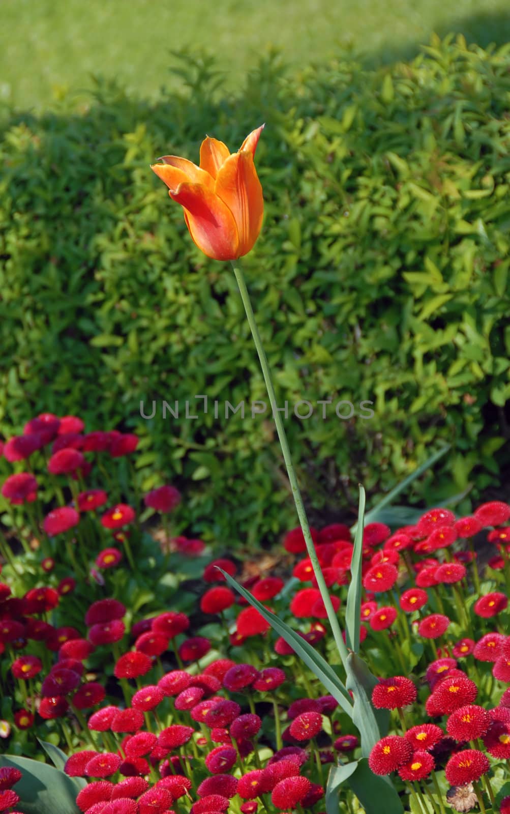 orange tulip blooming on flowerbed outdoor over green