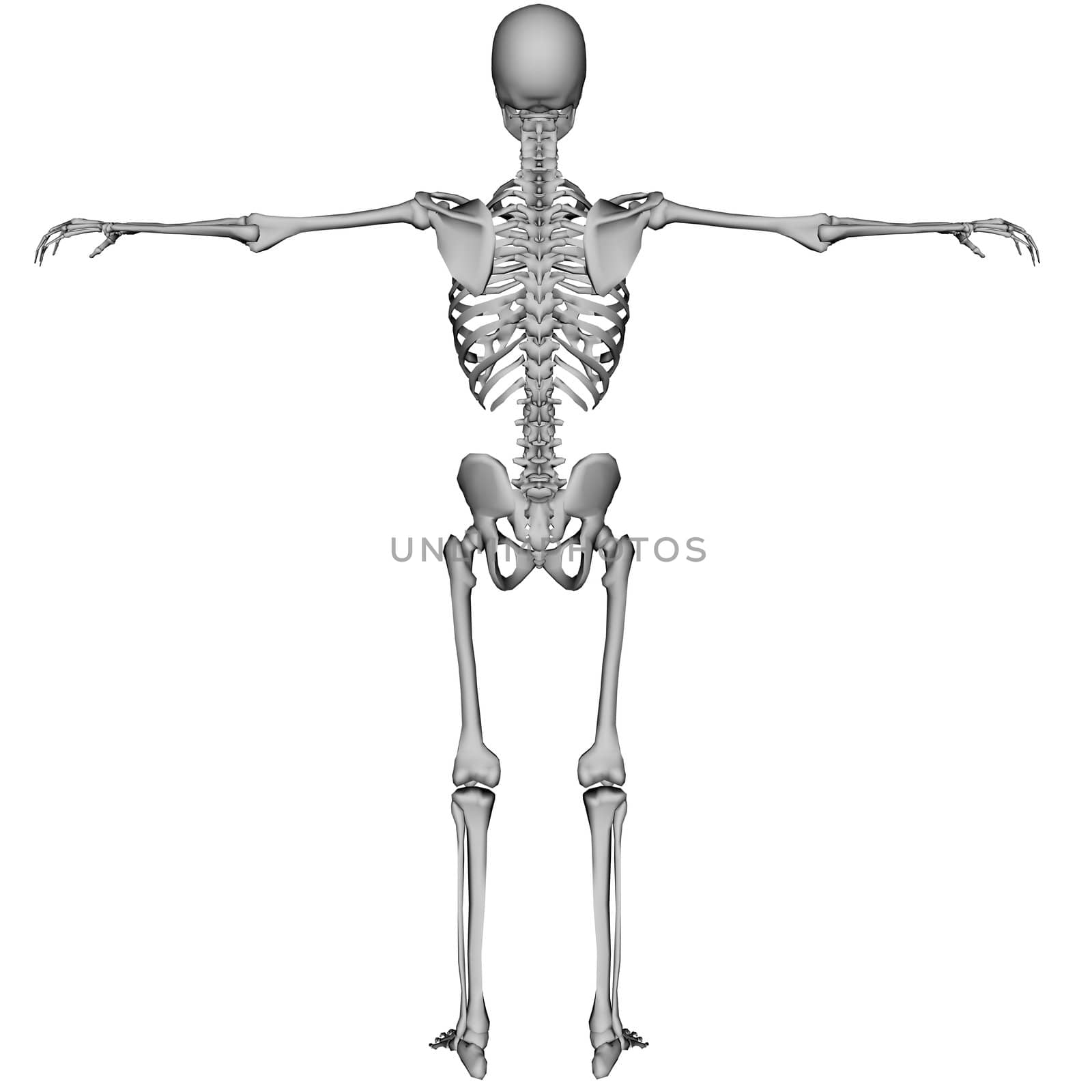 3D rendered skeleton on white background isolated