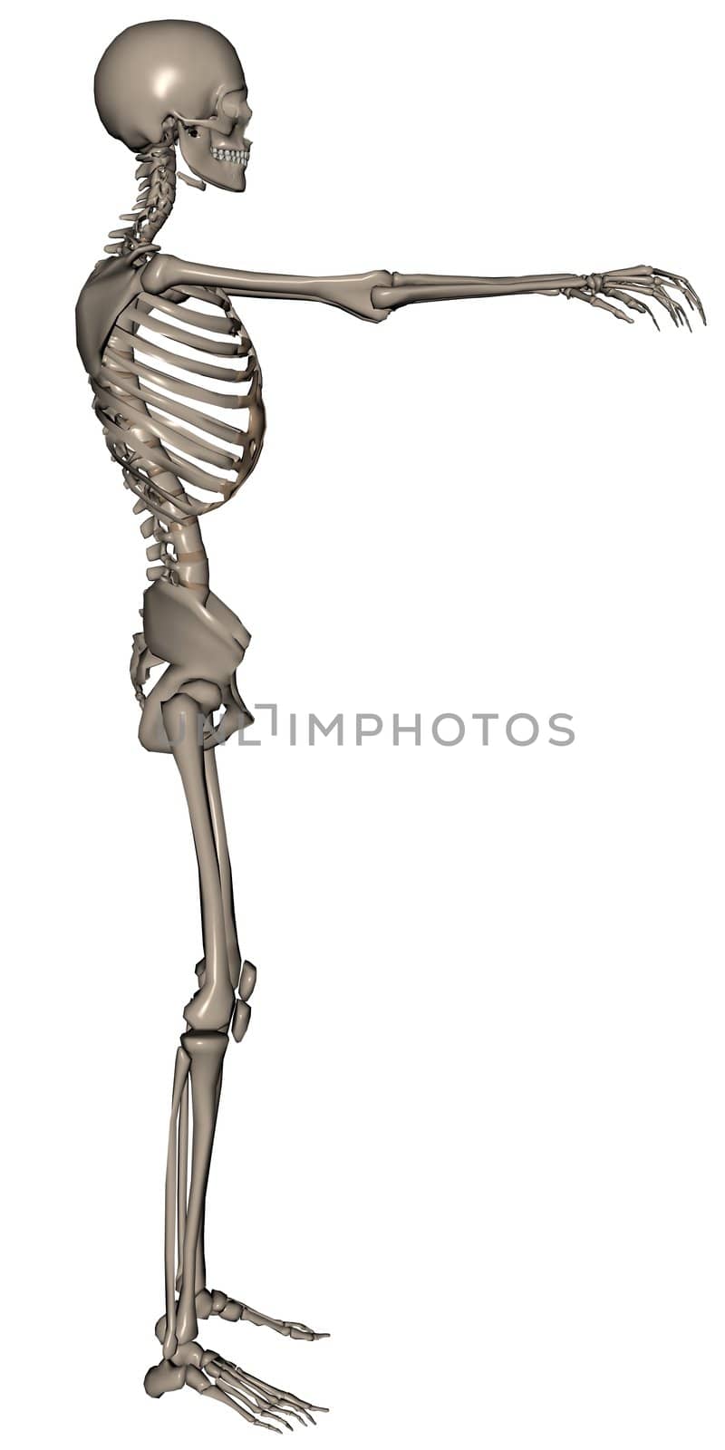 3D rendered skeleton on white background isolated