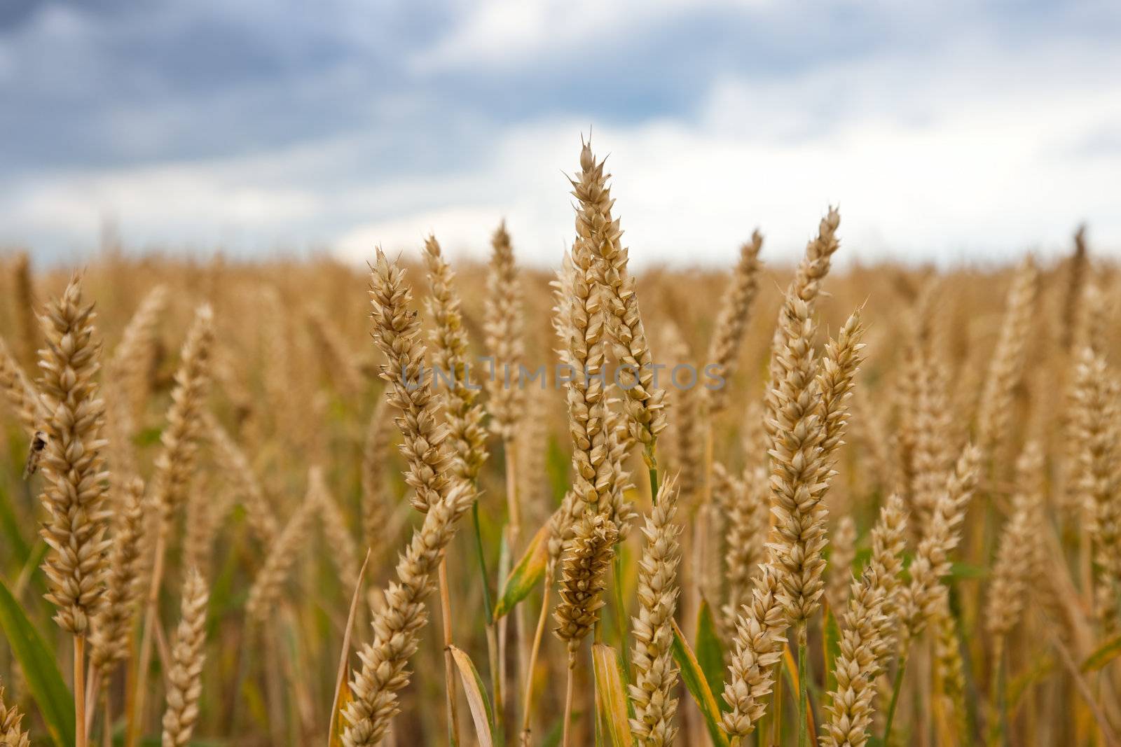 Field of ripe wheat over cloudy sky