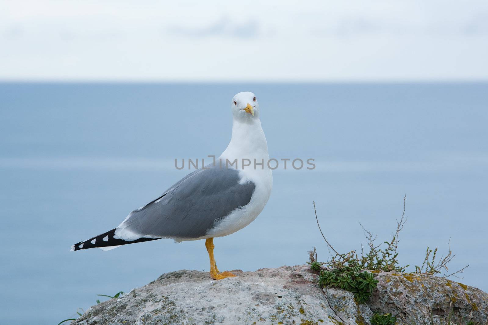 Seagull by Gravicapa
