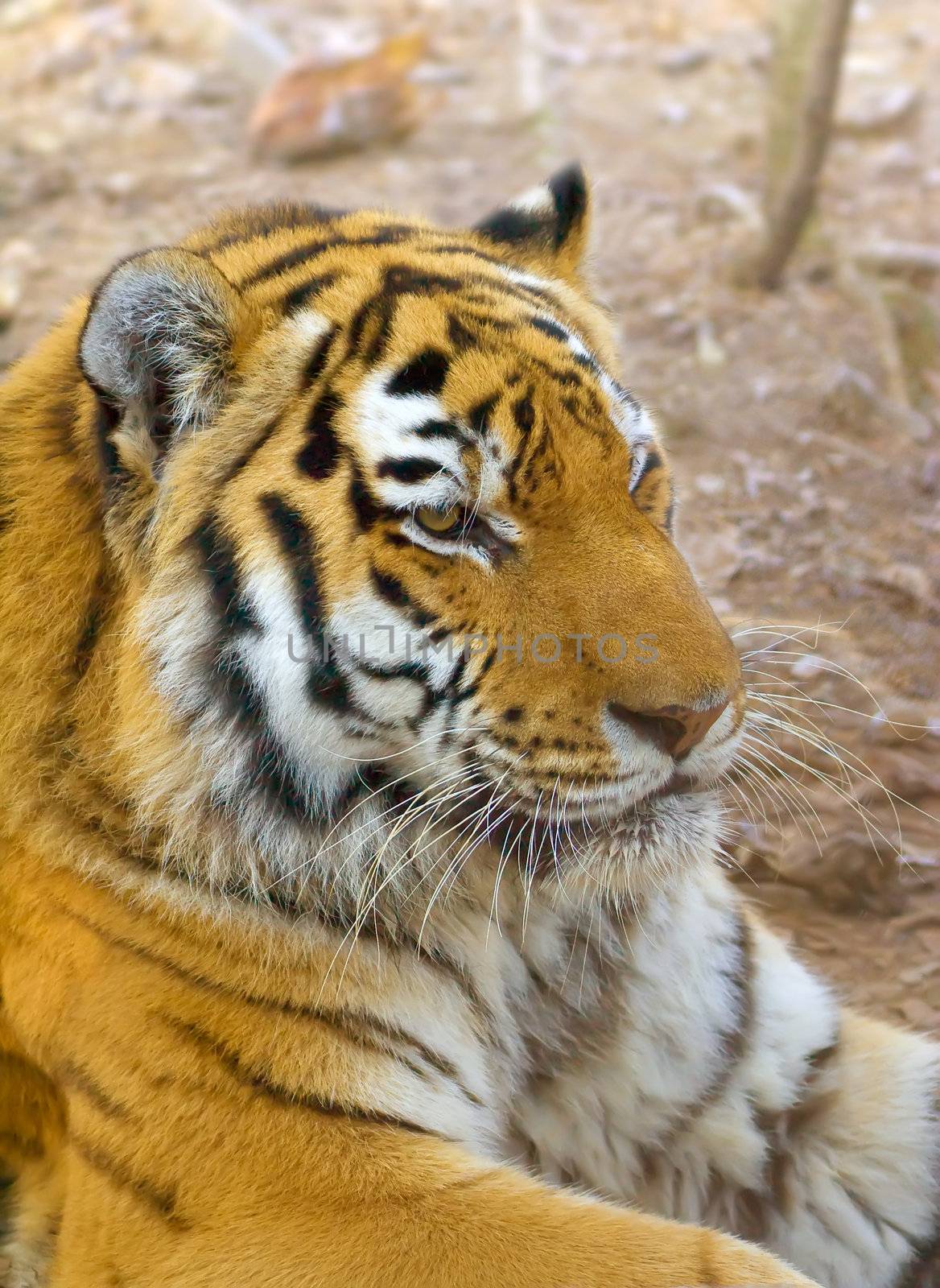 tiger in centre of the rehabilitations animal