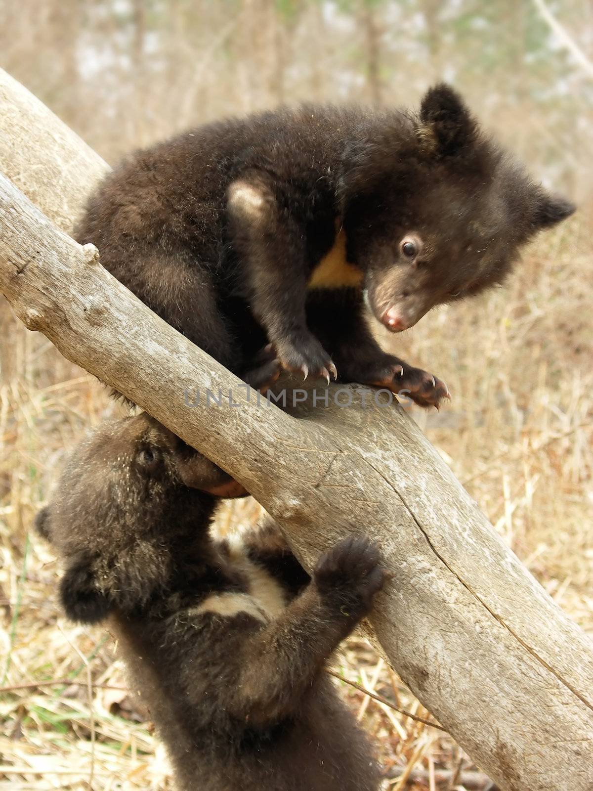 Bear cubs in the center of rehabilitation of animals