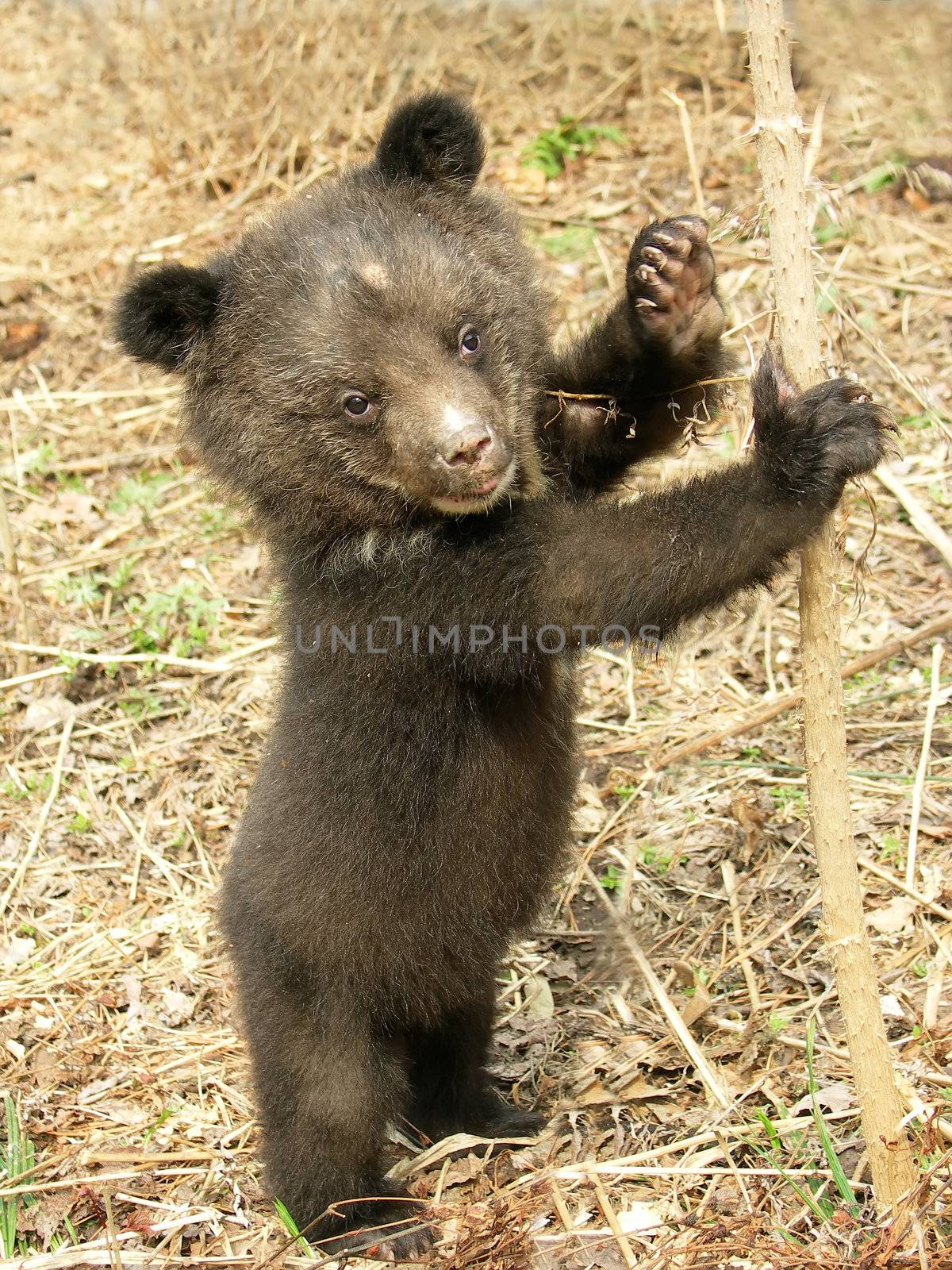 Bear cub by gontar