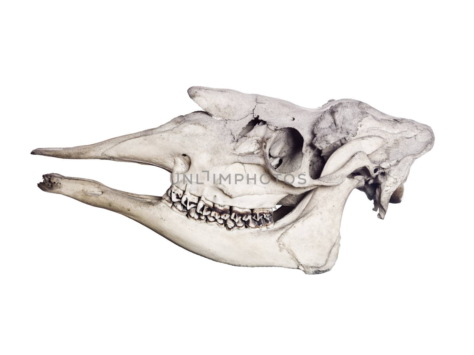 Animal skull isolated on white background