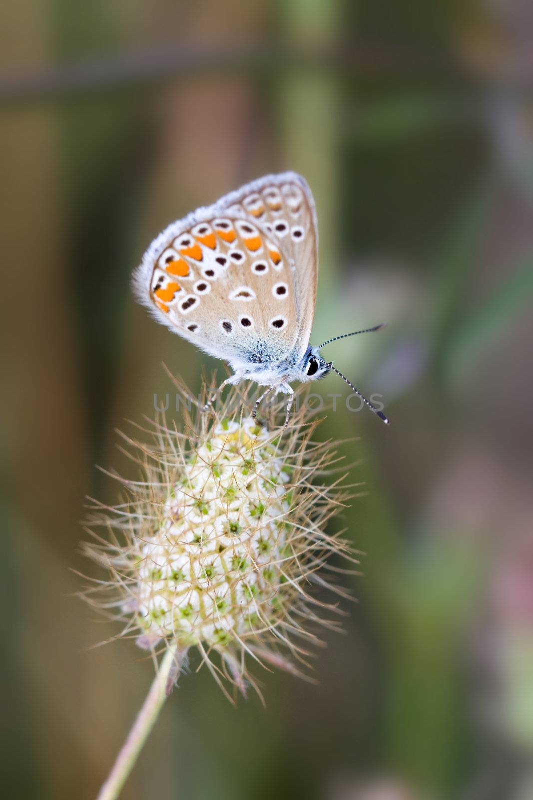 Chalkhill blue butterfly resting on a seedhead