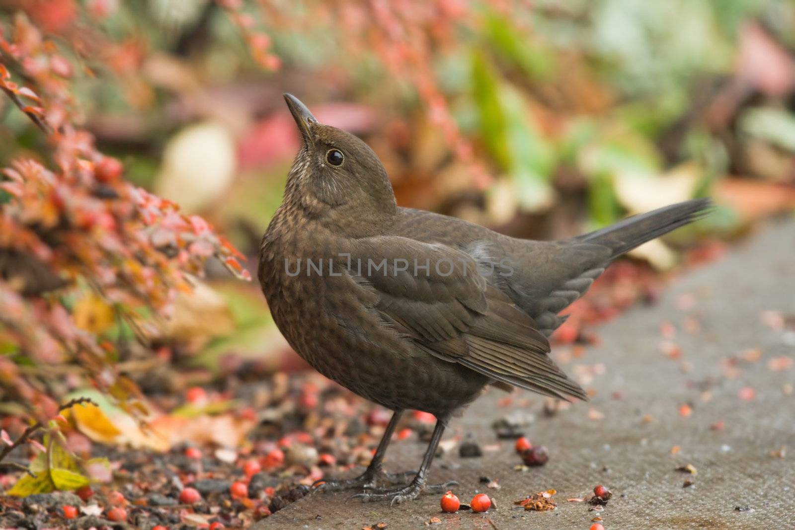 Female blackbird in its natural habitat