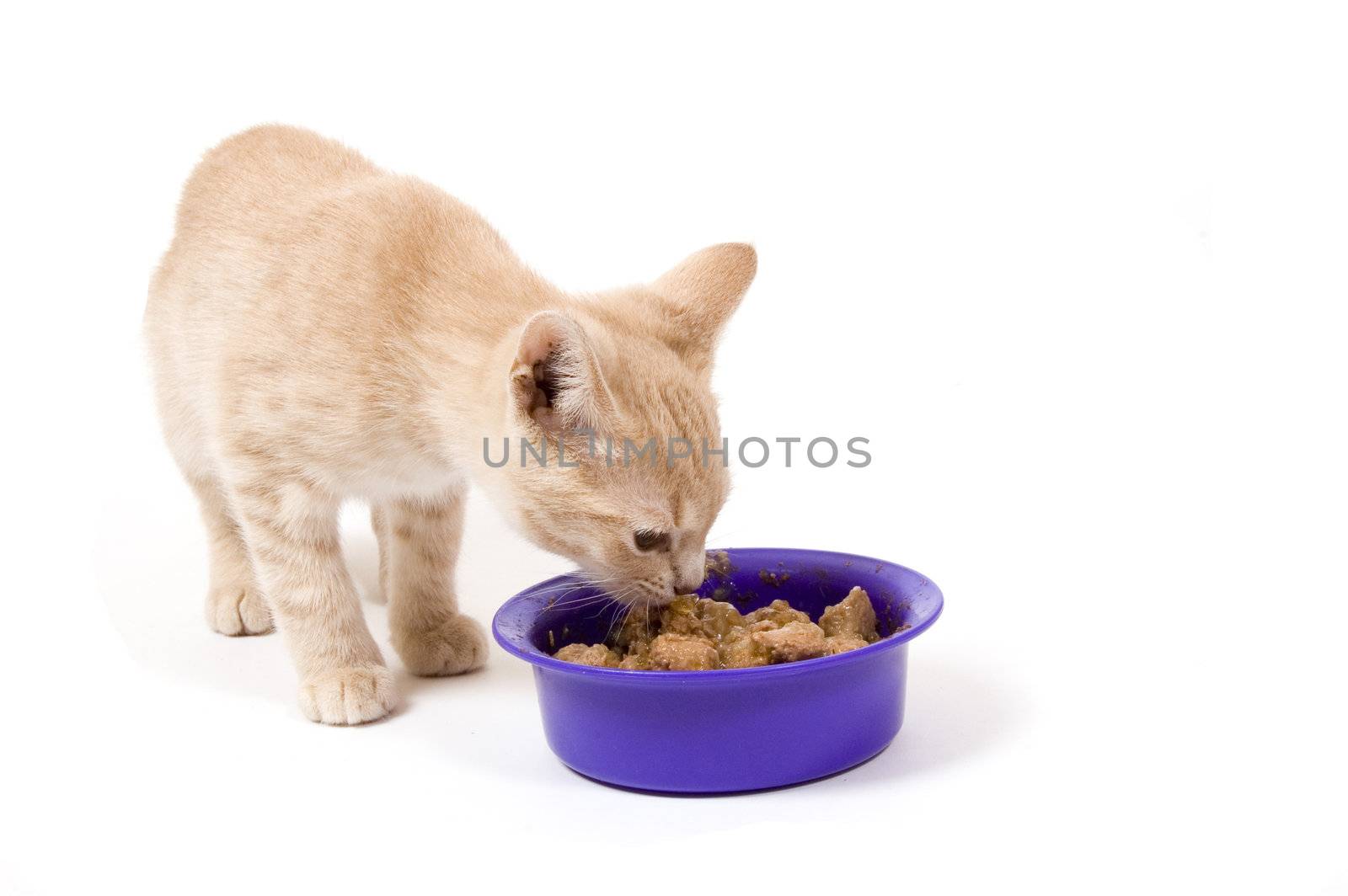 kitten is eaten out of a purple box