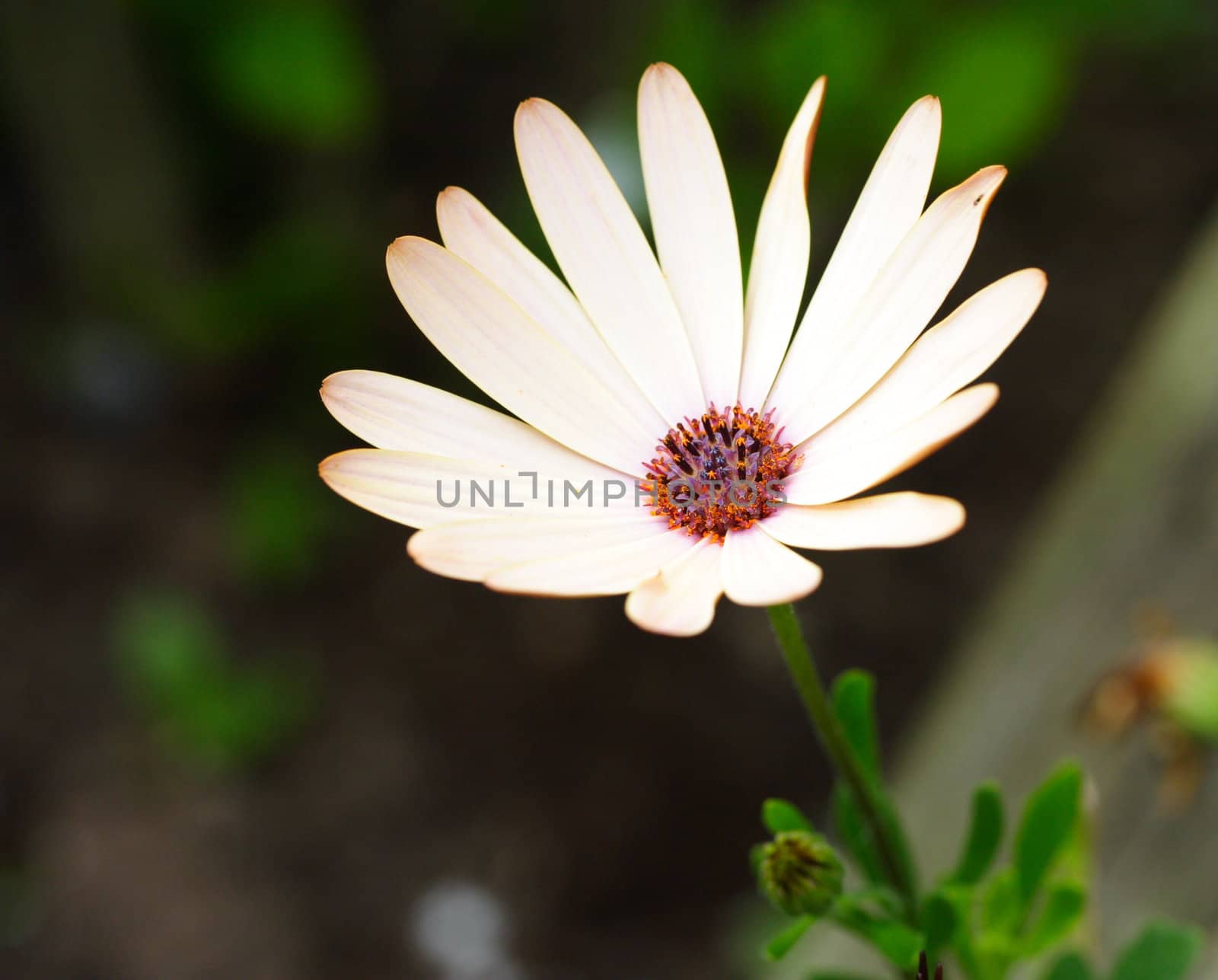 osteospermum by mitzy