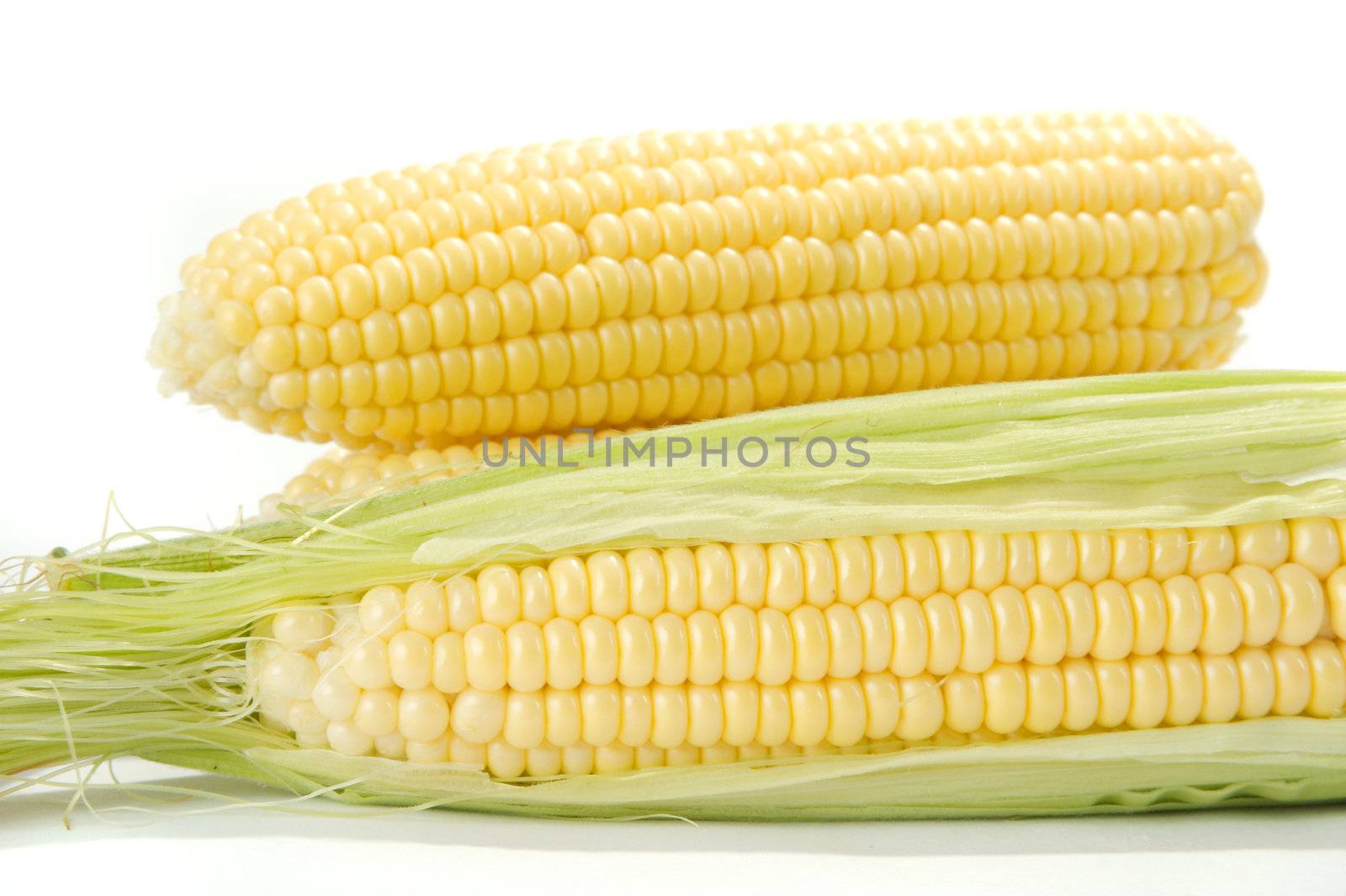Ripe fruits of sweet corn on white 