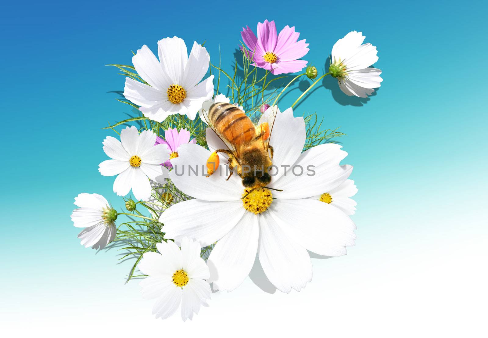 Beautiful camomile on the blue background with a bee