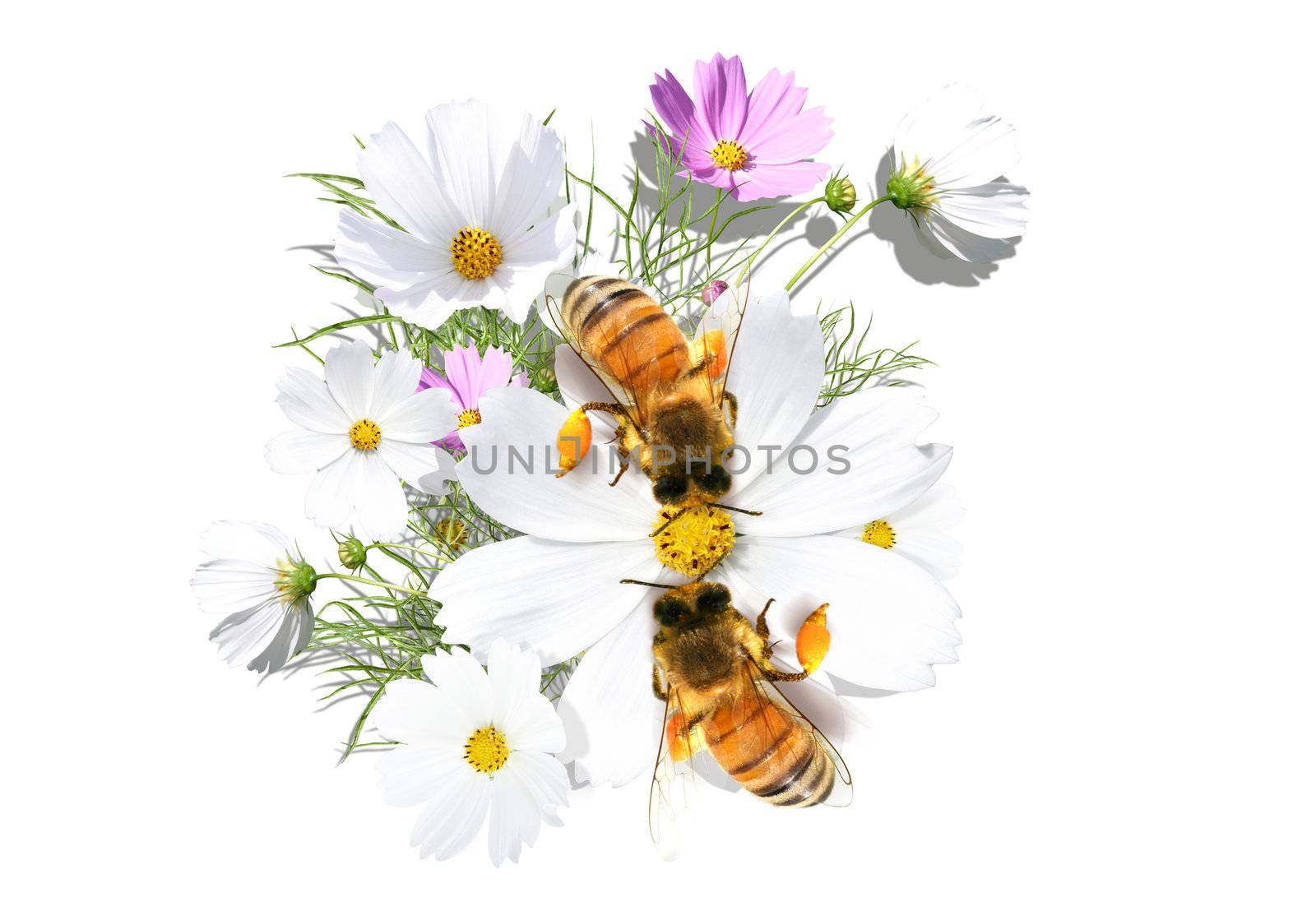 Camomile and bees by git