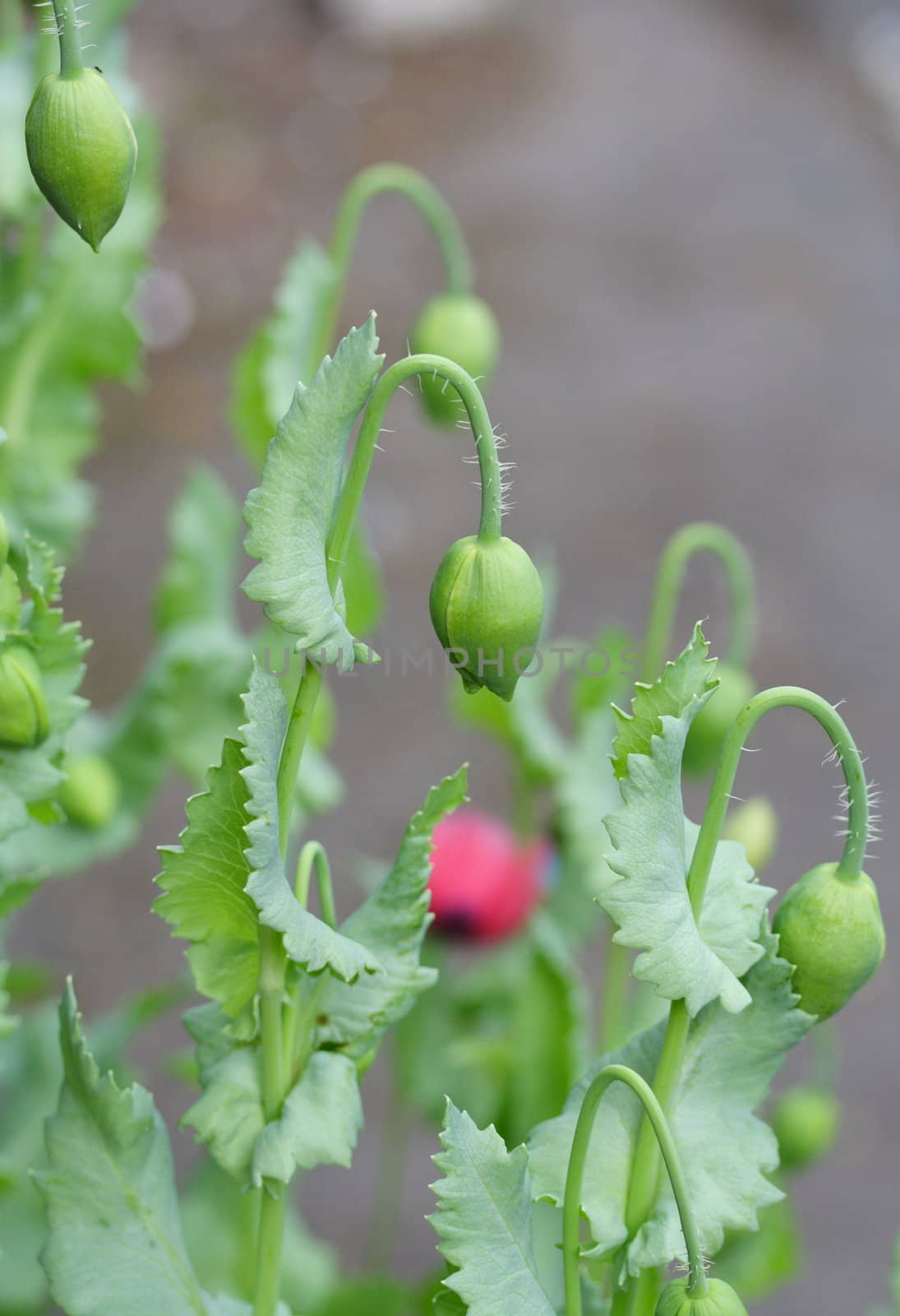 ornamental poppy flower bud