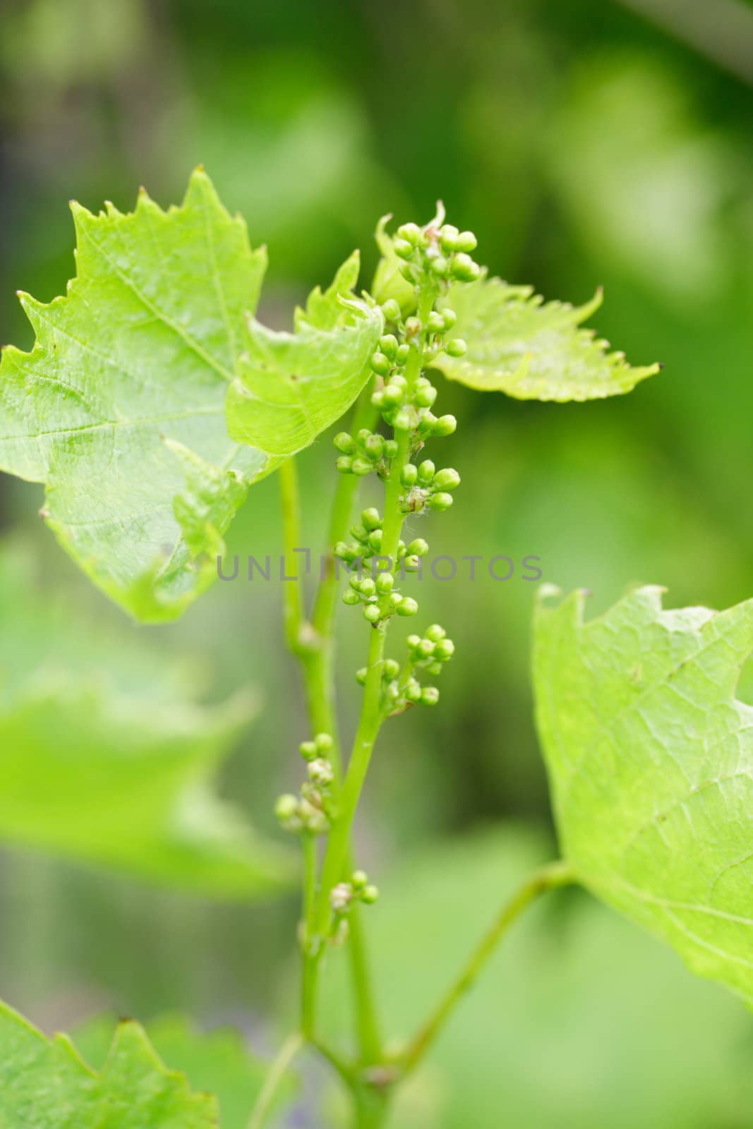 grapes growing