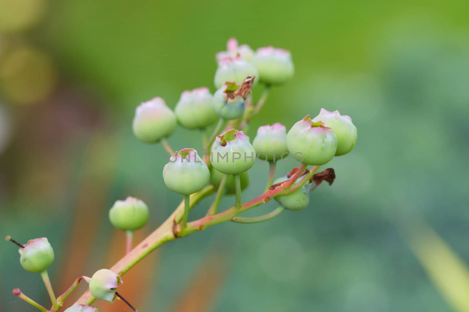 blueberries