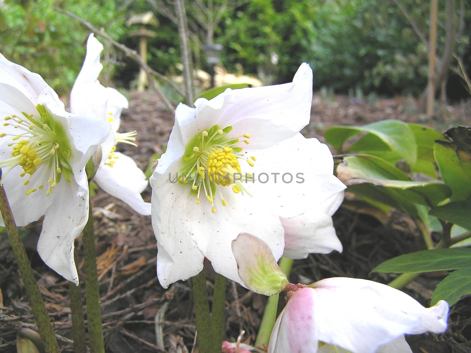 hellebore