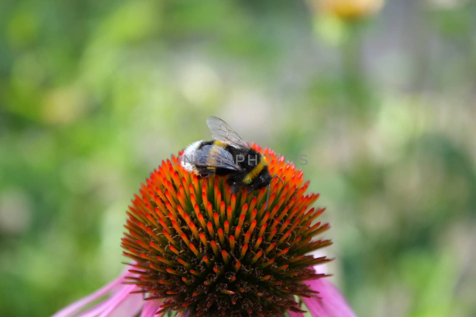 Close up of the bumblebee pollinating major flower