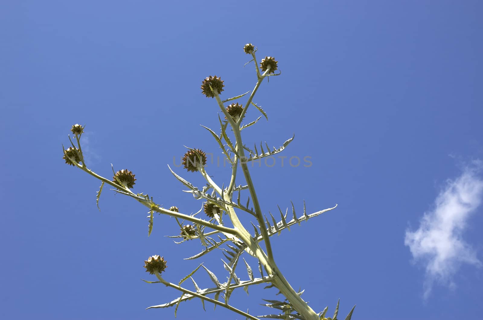 A cardoon with a clear blue sky background