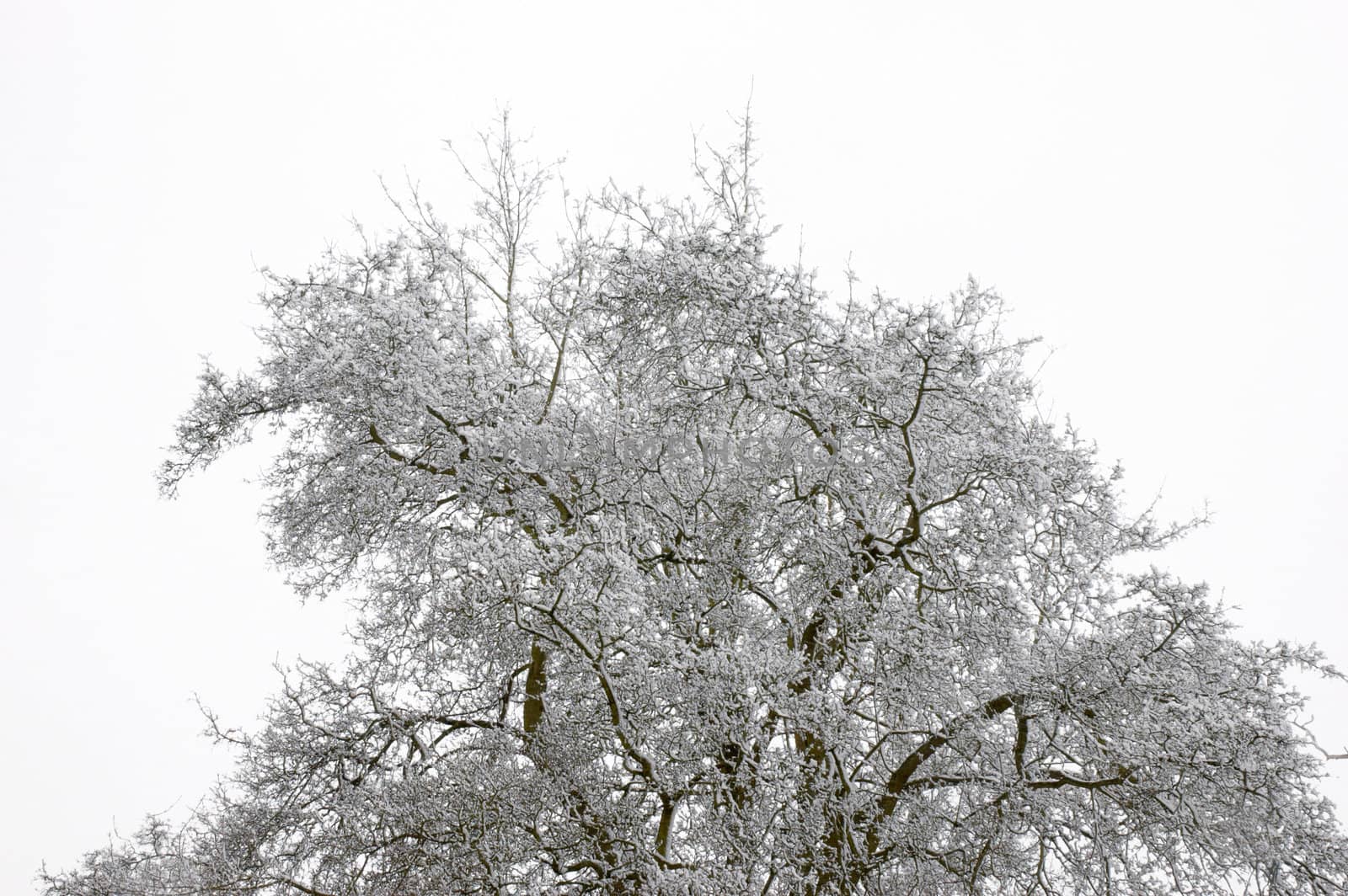 Snow on the top of a tree