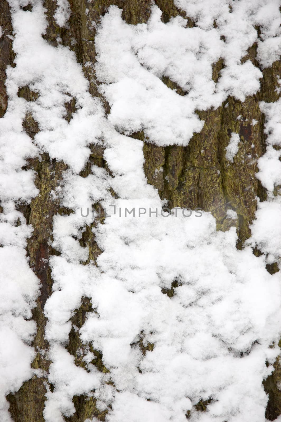 Snow on the trunk of an Oak tree