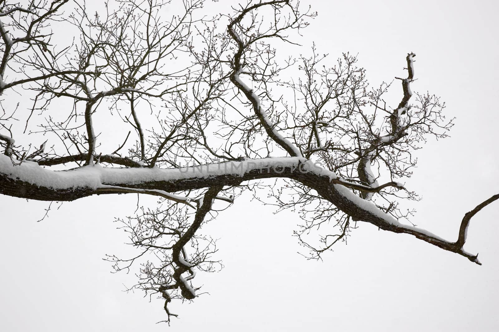 Snow on the branch of an Oak tree