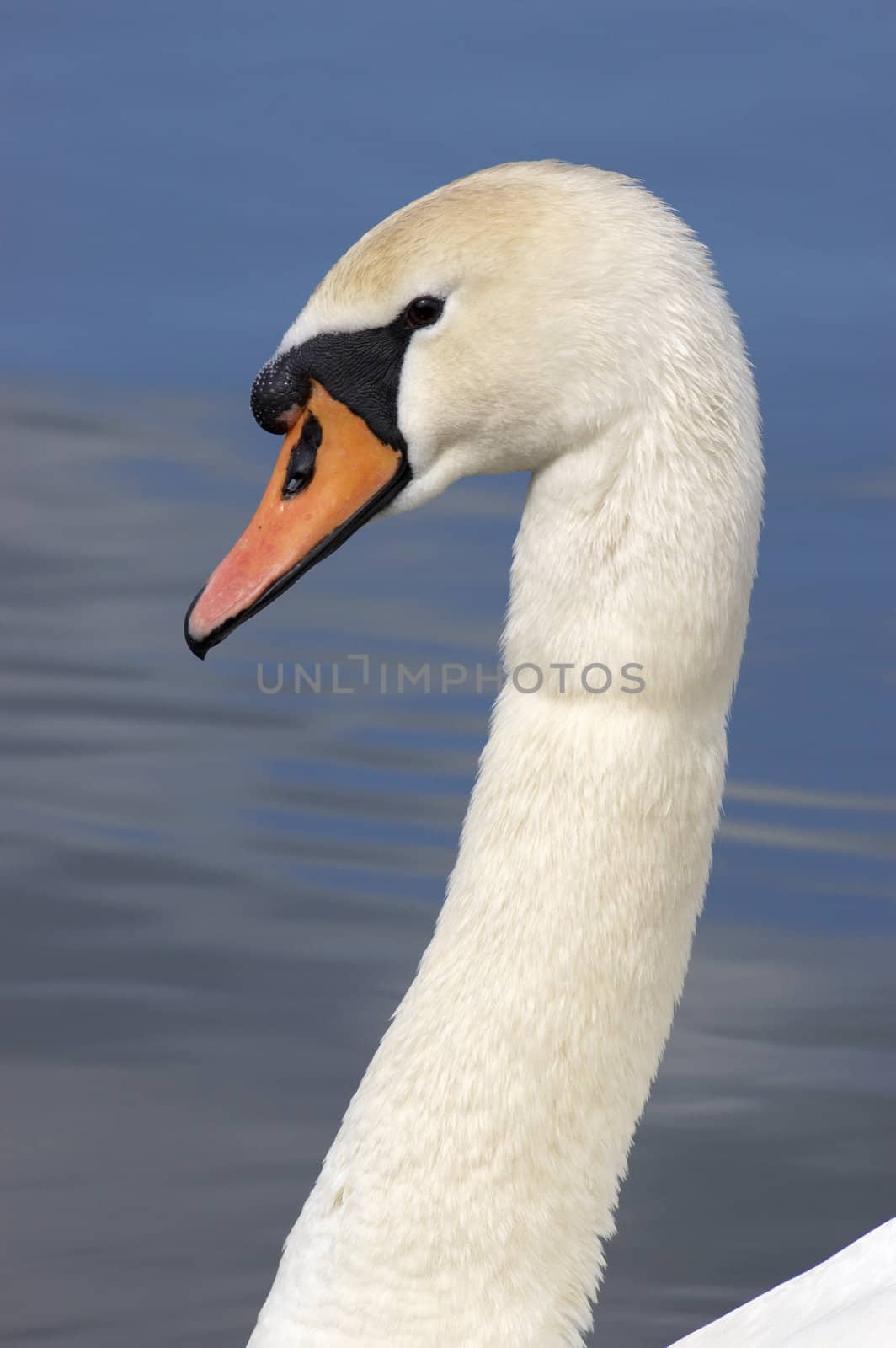 A portrait of a Mute Swan