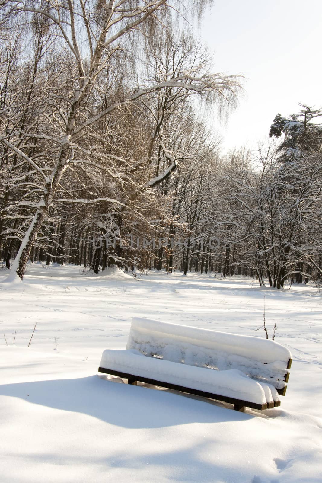 Snowy wooden bench in park. Winter time.