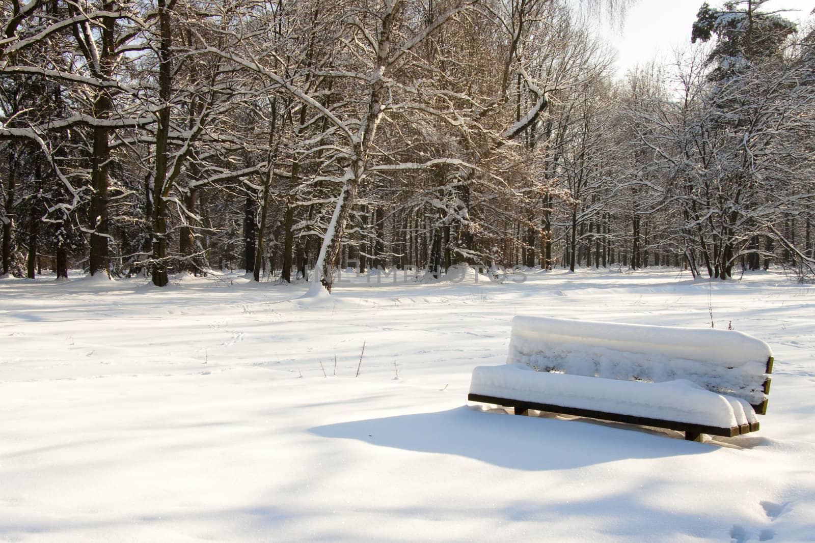 Empty wooden bench in winter. Park, sunny day.