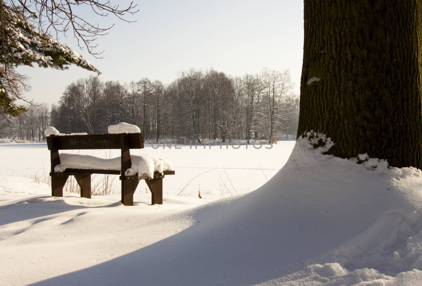 Wooden bench and big tree by parys